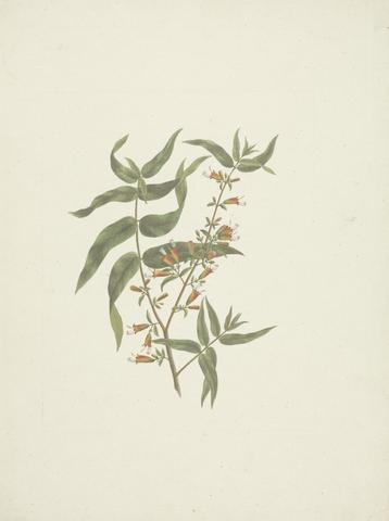 James Bruce Woodfordia uniflora (A. Rich.) Koehne: finished drawing of flowering shoot