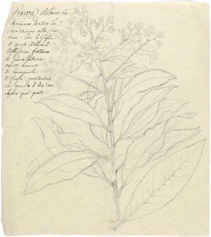 Luigi Balugani Grawa (Vernonia amygdalina)