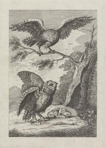 George Bickham One eagle, one owl and three owlets, a Pl. for 'A New Drawing Book...of Various Kinds of Birds Drawn from the Life by Mr. Francis Barlow' 1731 (1 of 9)