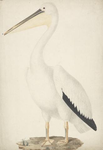 James Bruce Pelecanus onocrotalus (Great White Pelican)