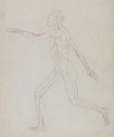 George Stubbs Human Figure, Lateral View (Related to Table XIII, detailed study of the blood vessels supplying the muscles)