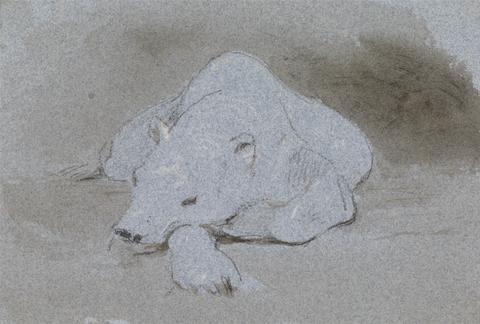 George Jones A Polar Bear, Asleep, Front View