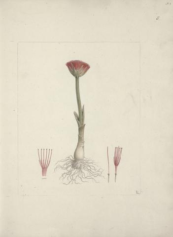 Luigi Balugani Scadoxus puniceus (L.) Friss&Nordal (Blood Lily): finished drawing with some detail