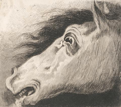 Edward Pryce Owen Head of a Horse