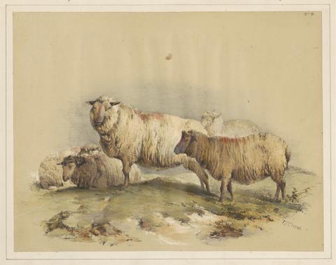  Sheep, No. 18