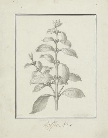 Luigi Balugani Coffea arabica L. (Arabica Coffee): finished drawing of leafy shoot and berries