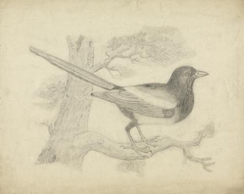 James Sowerby A Magpie in a Tree
