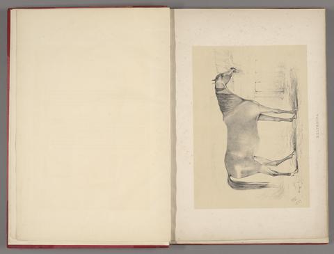 Portraits of brood mares belonging to the Royal Stud at Hampton Court / by C.W.