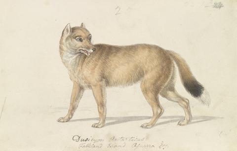 Charles Hamilton Smith Falkland Islands Wolf