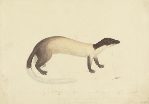 James Sowerby A Weasel