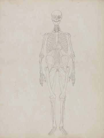 George Stubbs Human Figure, Anterior View (Outline figure)