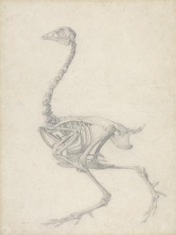 George Stubbs Fowl Skeleton, Lateral View (Finished Study for Table V)