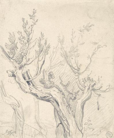 James Ward A Gnarled Tree