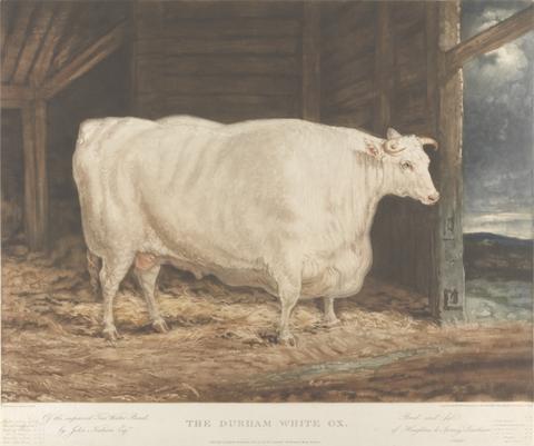The Durham White Ox / Of the improved Tees Water Breed, / by John Nesham, Esqr. / Bred and fed / of Houghton le Spring, Durham
