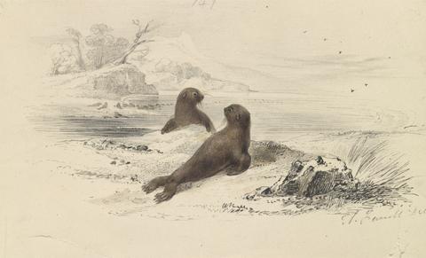 A. Fussel The Brown Fur Seal