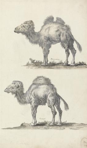 C. Randle A Dromedary and a Camel