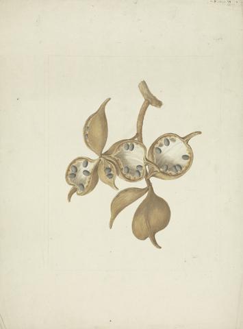 James Bruce Sterculia africana (Lour.) Fiori: finished drawing of stem with seed pods, some open showing seeds