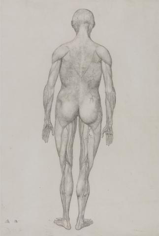 George Stubbs Human Figure, Posterior View (Almost Identical to Finished Drawing for Table XII)