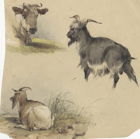 unknown artist A cow and Two Goats