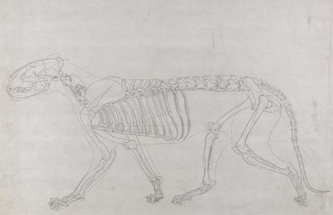 George Stubbs Tiger Skeleton, Lateral View
