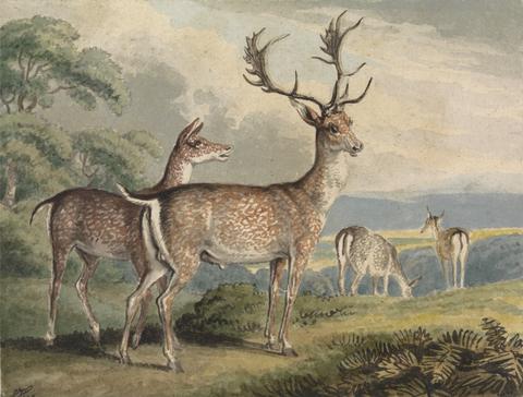 Samuel Howitt Stag, Doe and Fawns