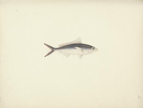 Luigi Balugani Unidentified Fish