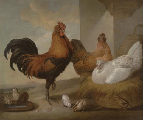 Francis Barlow Domestic Cock, Hens, and Chicks