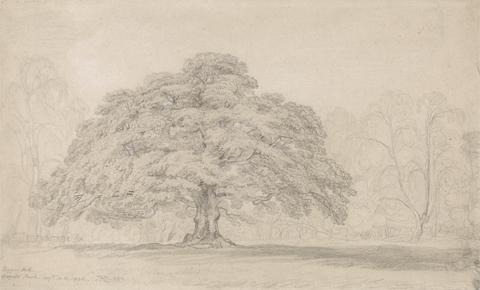 James Ward The Beggar's Oak, Bagot's Park, Aug. 12th, 1820 (A Celebrated Ancient Tree on Lord Bagot's Blithfield Hall Estate in Staffordshire)