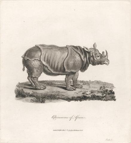 James Heath Rhinoceros of Africa