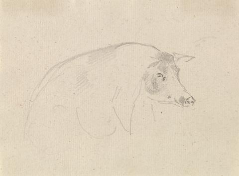 Sawrey Gilpin Study of a pig