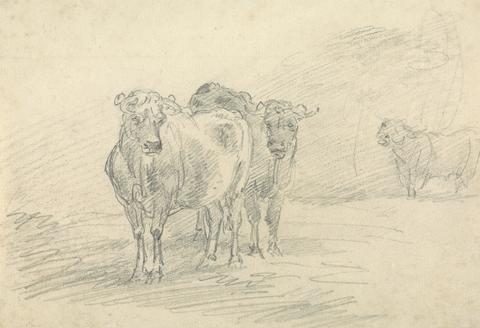 Two Cows on a Hill