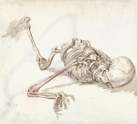 James Ward A Human Skeleton