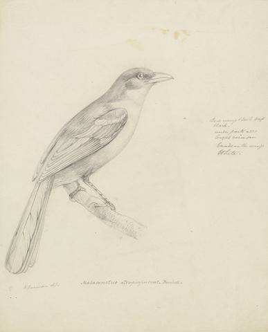 William Swainson A Bird