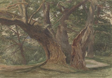 Charles Reginald Aston Trees in a Landscape