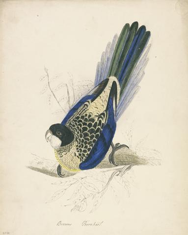 Edward Lear Brown's Parakeet
