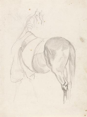 A Horse Standing, Head Turned, Wearing Quarter Sheet