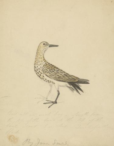 James Sowerby A Bird