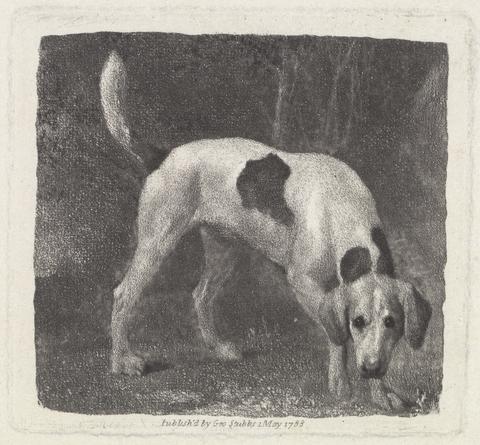 George Stubbs Dog [A Foxhound on the Scent]