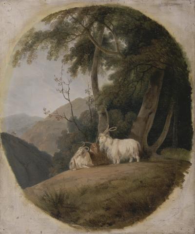 William Daniell Kashmir Goats