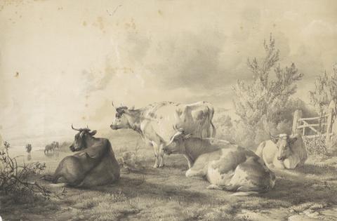  Cattle Lying near a Fence
