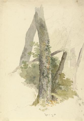 Robert Hills Tree Study with Ivy Clinging to Stump