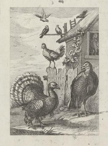 Two Turkeys, two hens and four doves a plate for 'A New Drawing Book...of Various Kinds of Birds, Drawn from the Life by Mr. Francis Barlow' 1731 (1 of 9)