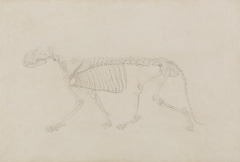 George Stubbs Tiger Skeleton, Lateral View (Highly finished study for Table IV)
