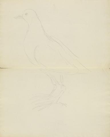 James Sowerby A Dove