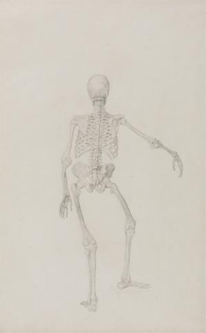 George Stubbs Human Skeleton, Posterior View (Right Arm Outstretched; finished study for an unpublished table)