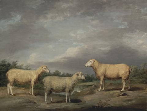 Ryelands Sheep, the King's Ram, the King's Ewe and Lord Somerville's Wether