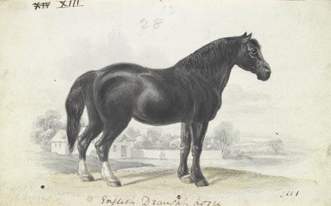 Charles Hamilton Smith English Draught Horse