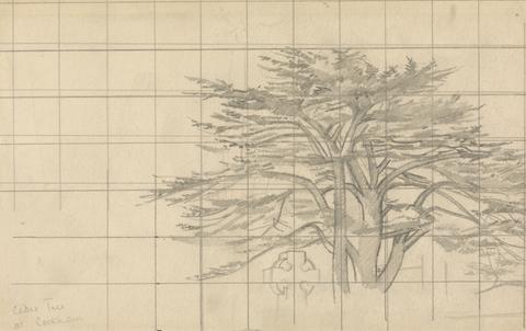 Stanley Spencer Study of a Cedar Tree