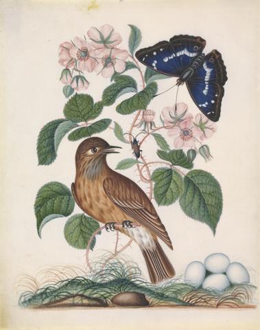 Spotted flycatcher (Muscicapa striata) and eggs, with bramble (Rubus L.) and Purple Emperor (Apatura iris) and longhorned beetle (?Desmocerus sp.), from the natural history cabinet of Anna Blackburne.