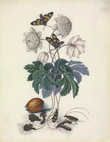 Bolton, James, active 1775-1795, artist. Double flower cultivar of Wood anemone (Anemone cf. nemorosa L. cultivar), with Painted handmaiden moth (Euchromia polymena), both open and closed, with Blister beetle / Spanish fly (Myalabris sp.), Sawyer beetle (?Monochamus sp.) and (Cypraea pantherina Lightfoot, 1786), from the natural history cabinet of Anna Blackburne.